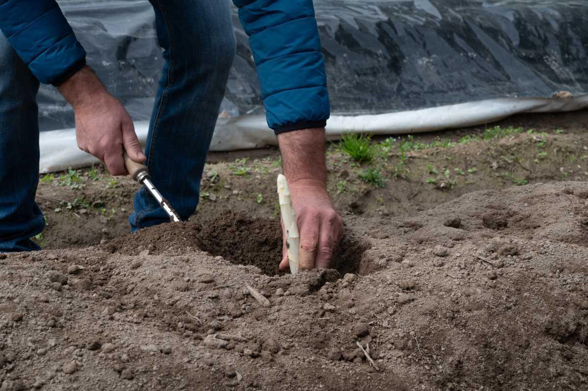 Festa dell'Asparago Bianco