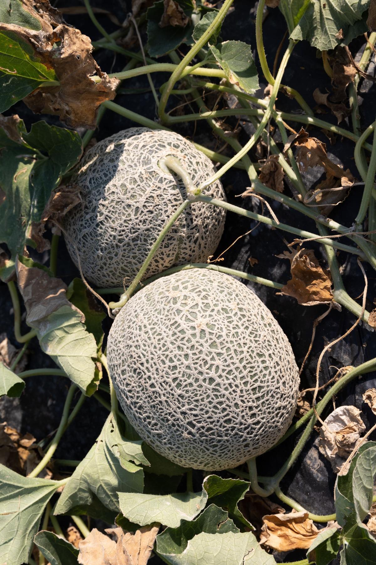 Sagra del Melone Sagra del Melone