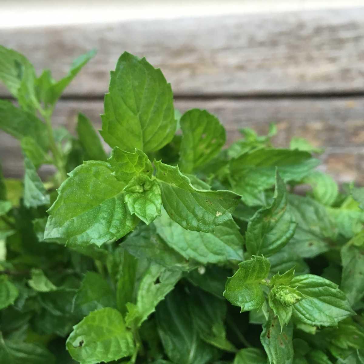 ZenziGusto ZenziGusto