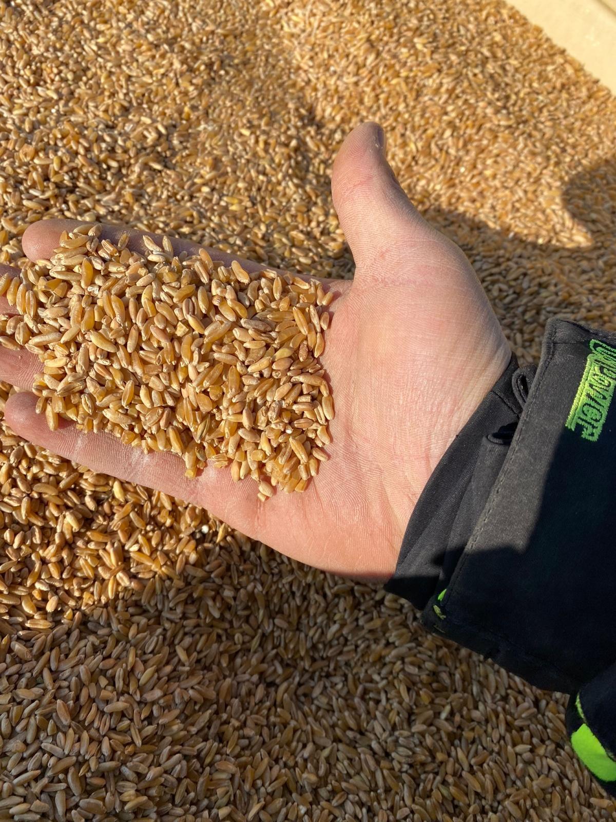 Sagra del Cecatiello Sagra del Cecatiello