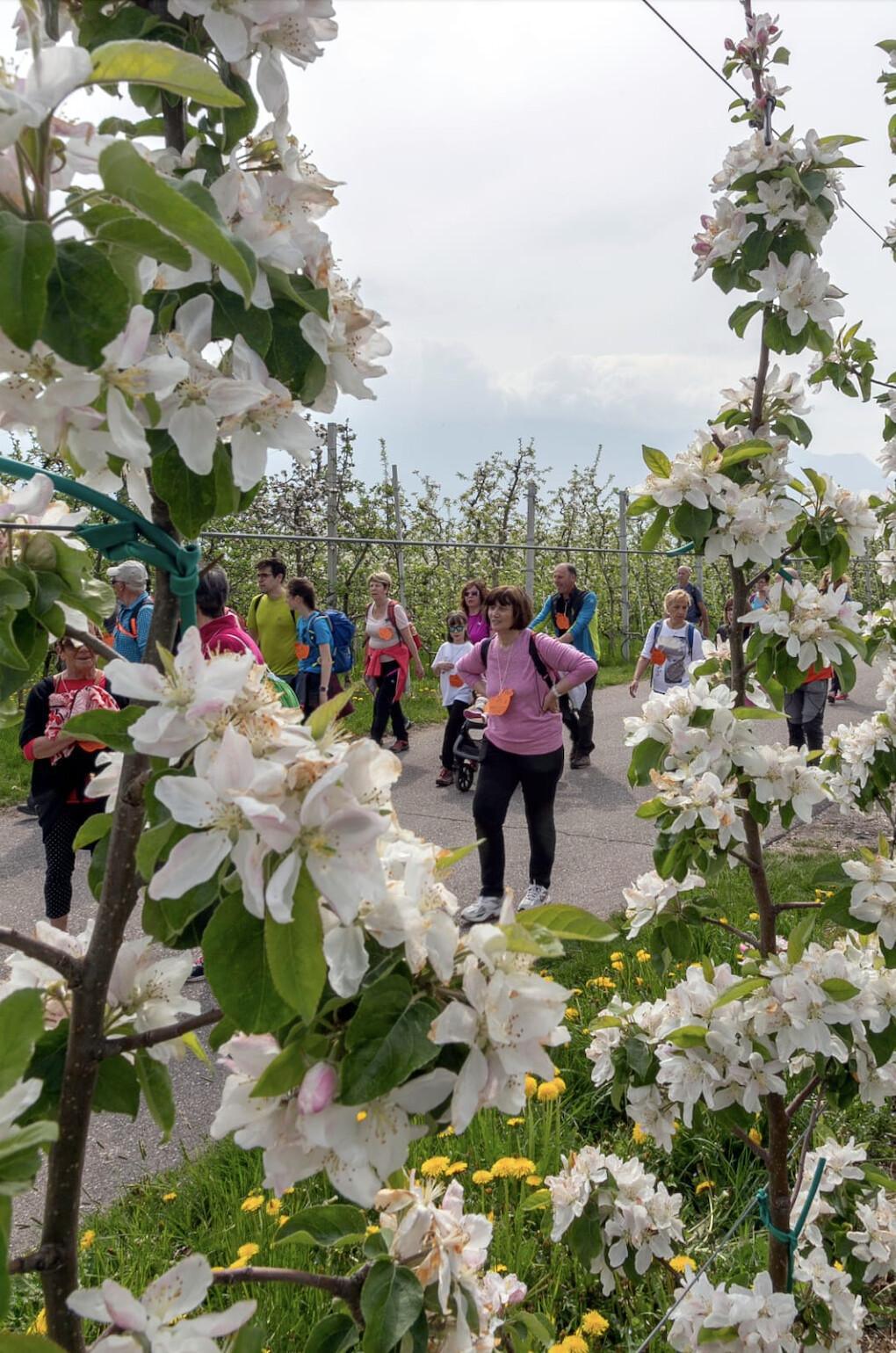 Quattro Ville in Fiore