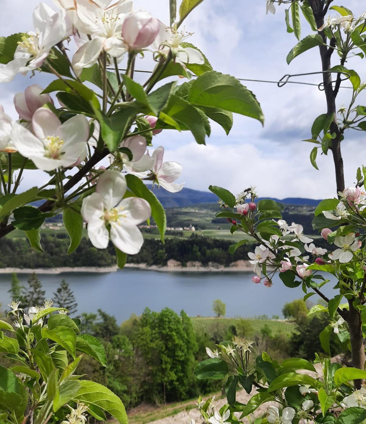 Quattro Ville in Fiore