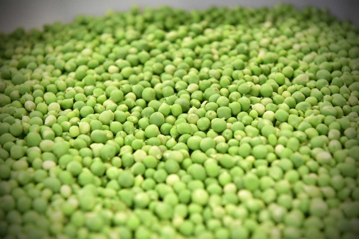 Sagra dei Bisi Sagra dei Bisi