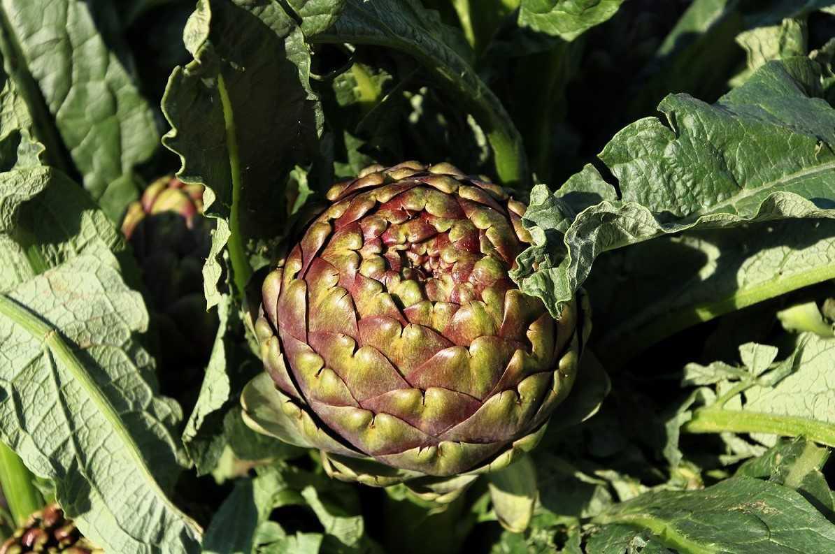 Sagra del Carciofo Romanesco