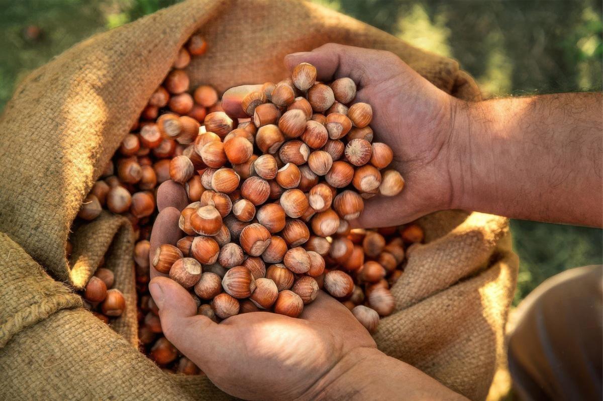 Sagra della Nocciola di Caprarola