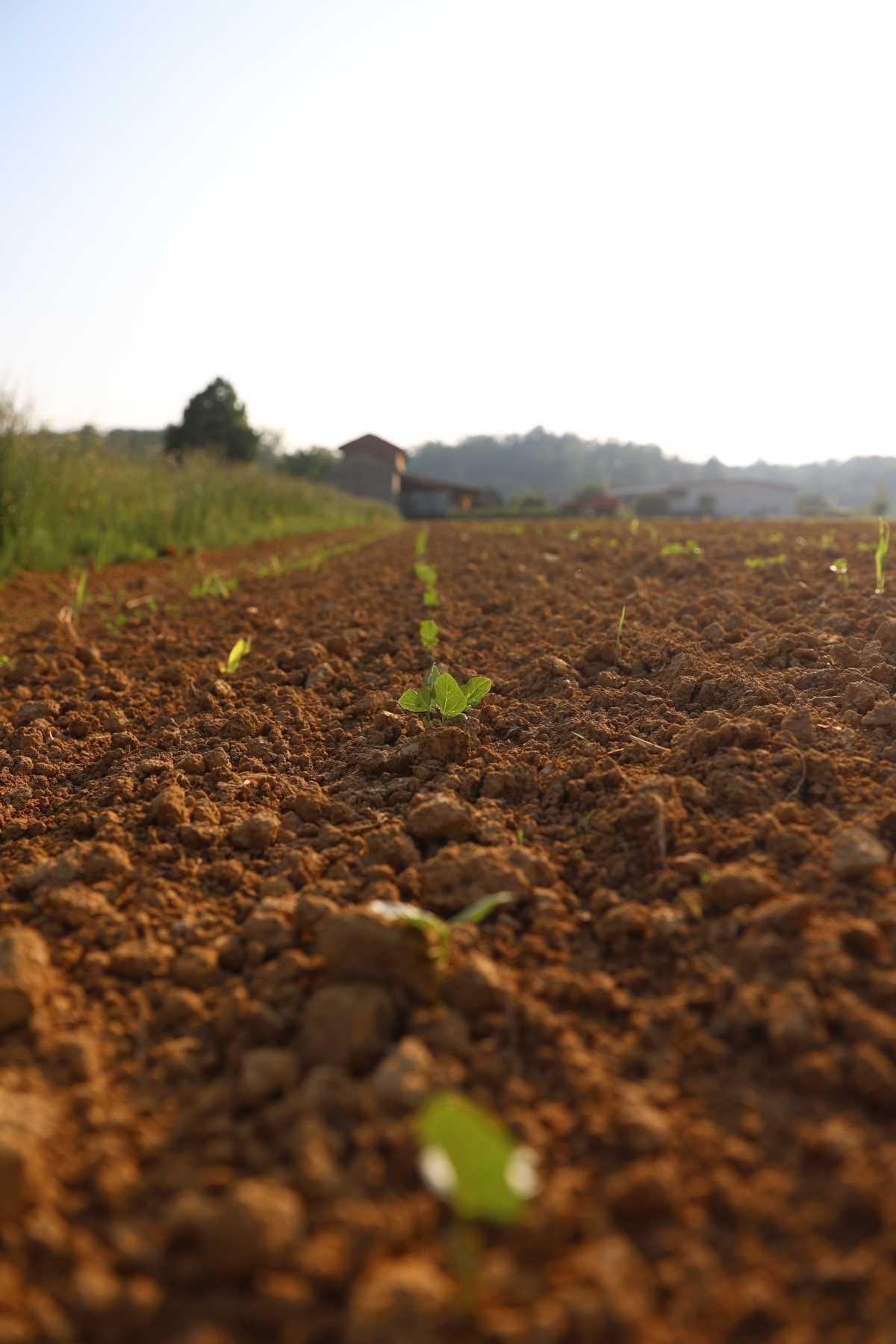 Festa del Pentecoste e dei Faseu Bon del Francù Festa del Pentecoste e dei Faseu Bon del Francù