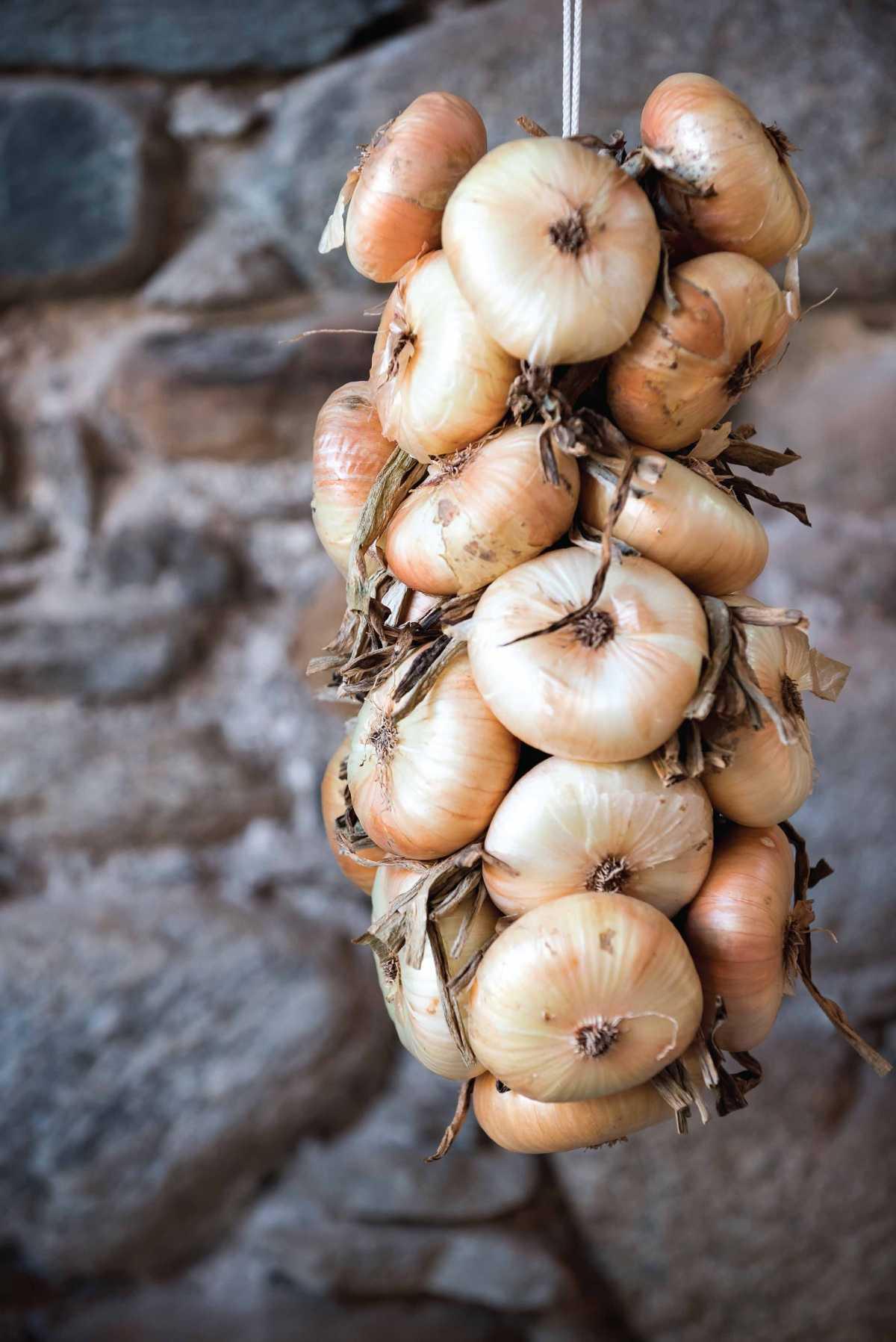 Fiera della Cipolla Bionda di Cureggio e Fontaneto Fiera della Cipolla Bionda di Cureggio e Fontaneto