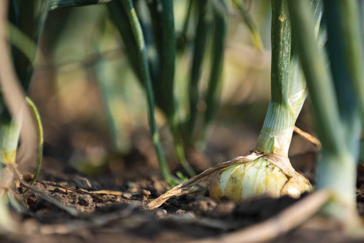 Fiera della Cipolla Bionda di Cureggio e Fontaneto