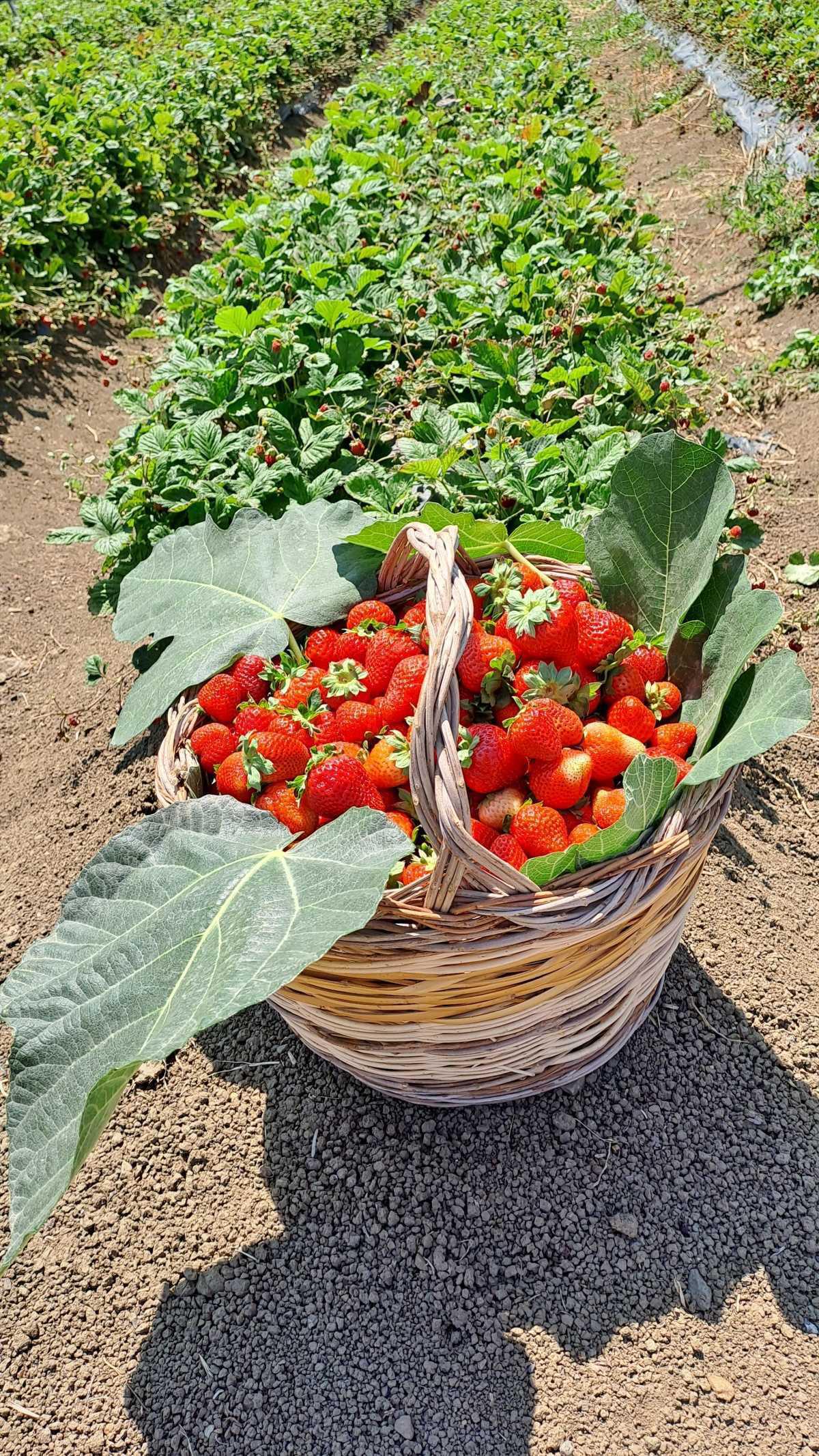 Sagra della Fragola Sagra della Fragola