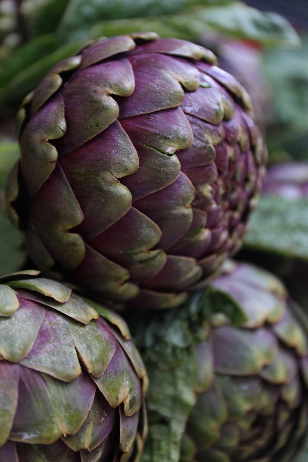 Sagra del Carciofo Sagra del Carciofo