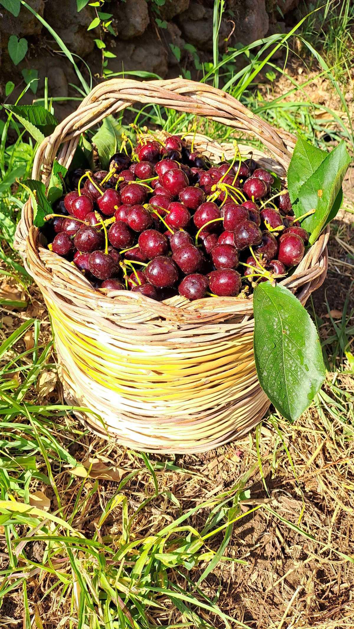 Sagra della Ciliegia Gioiello dell'Etna Sagra della Ciliegia Gioiello dell'Etna