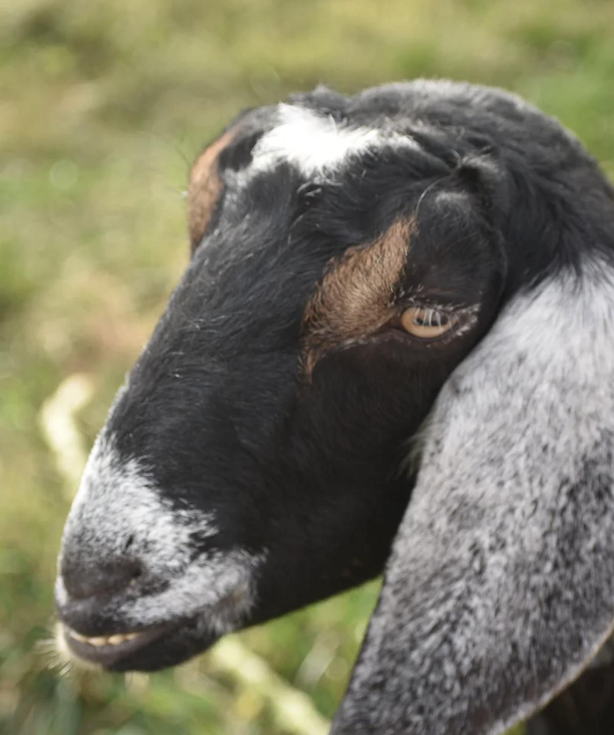 Ummah Enterprises Ummah Enterprises