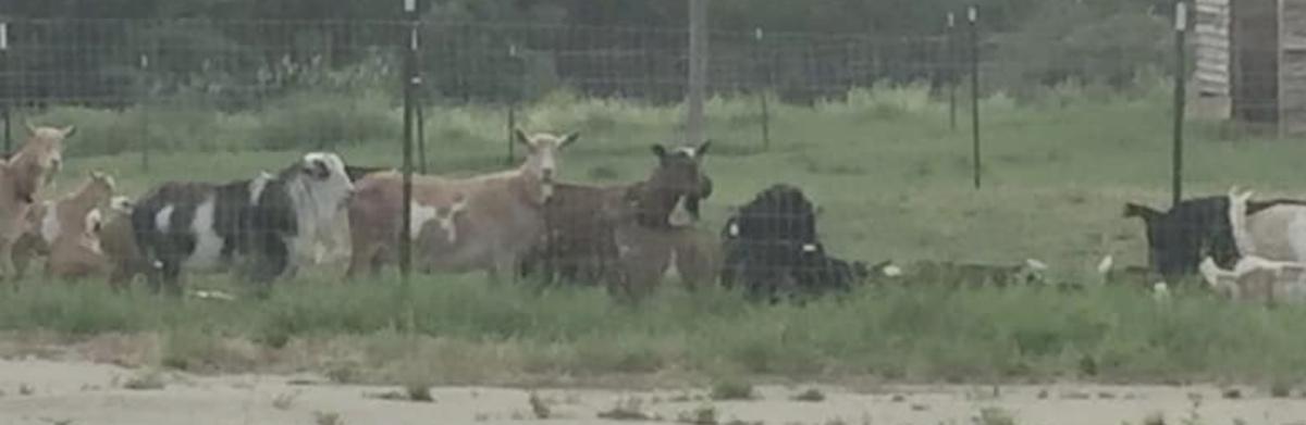 Ummah Enterprises, Turner Maine Ummah Enterprises, Turner Maine