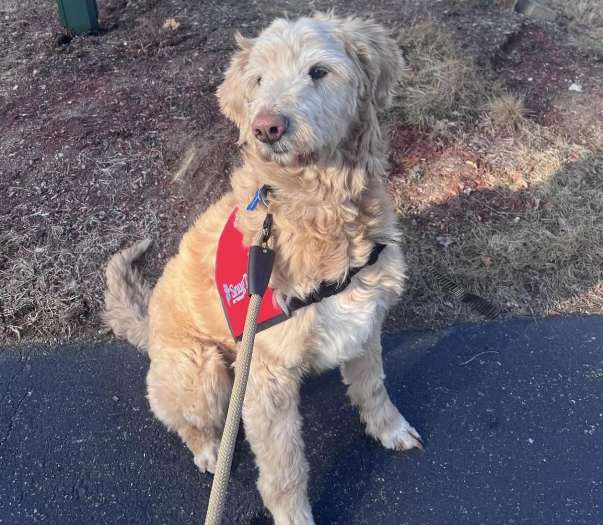 Snug Tail Pet Therapy, Attleboro Mass. Snug Tail Pet Therapy, Attleboro Mass.