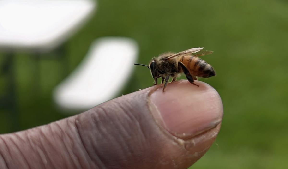 Bailey Beattie Apiaries, Warwick, Rhode Island