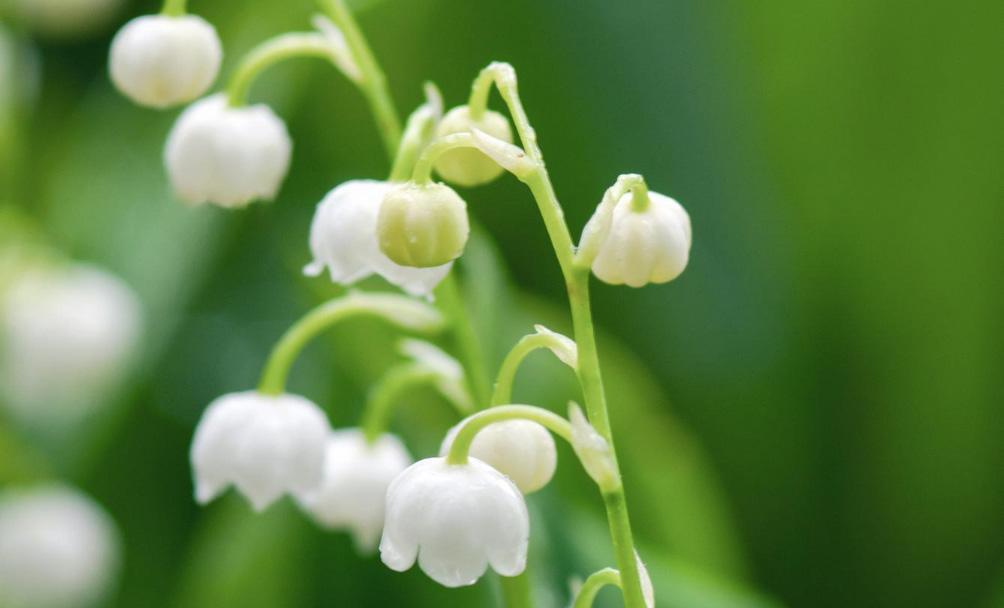 Votre Fédération CFTC Banques vous souhaite une très bonne fête du travail Votre Fédération CFTC Banques vous souhaite une très bonne fête du travail
