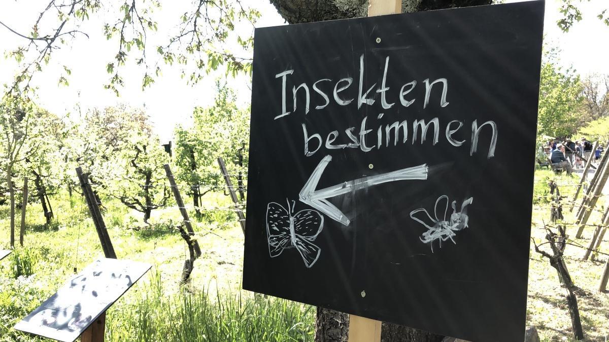 Schwarmbildung im Streuobstzentrum