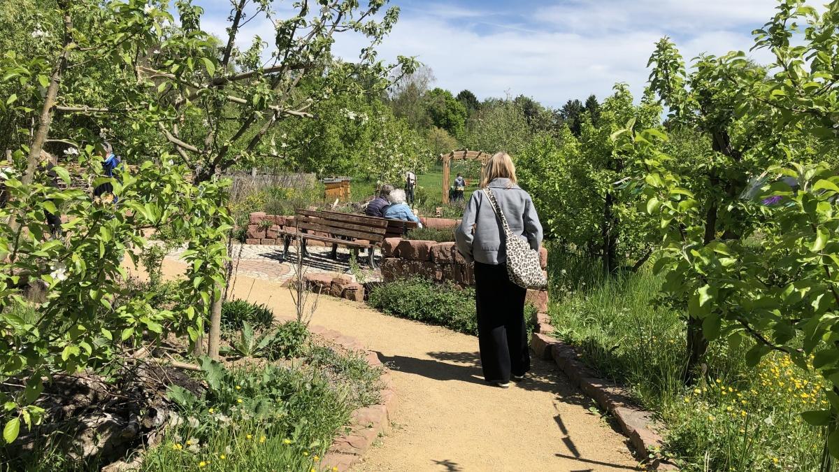 Schwarmbildung im Streuobstzentrum Schwarmbildung im Streuobstzentrum