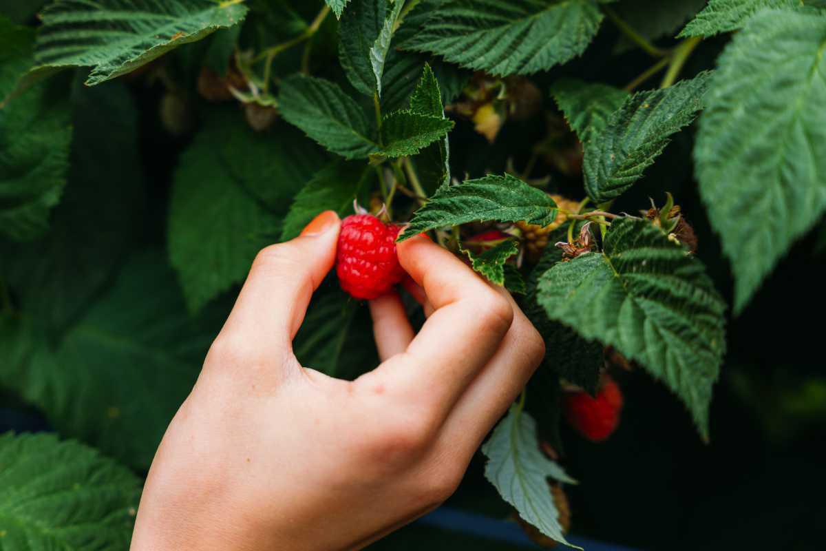Hallonodlingen Björstorp Hallonodlingen Björstorp