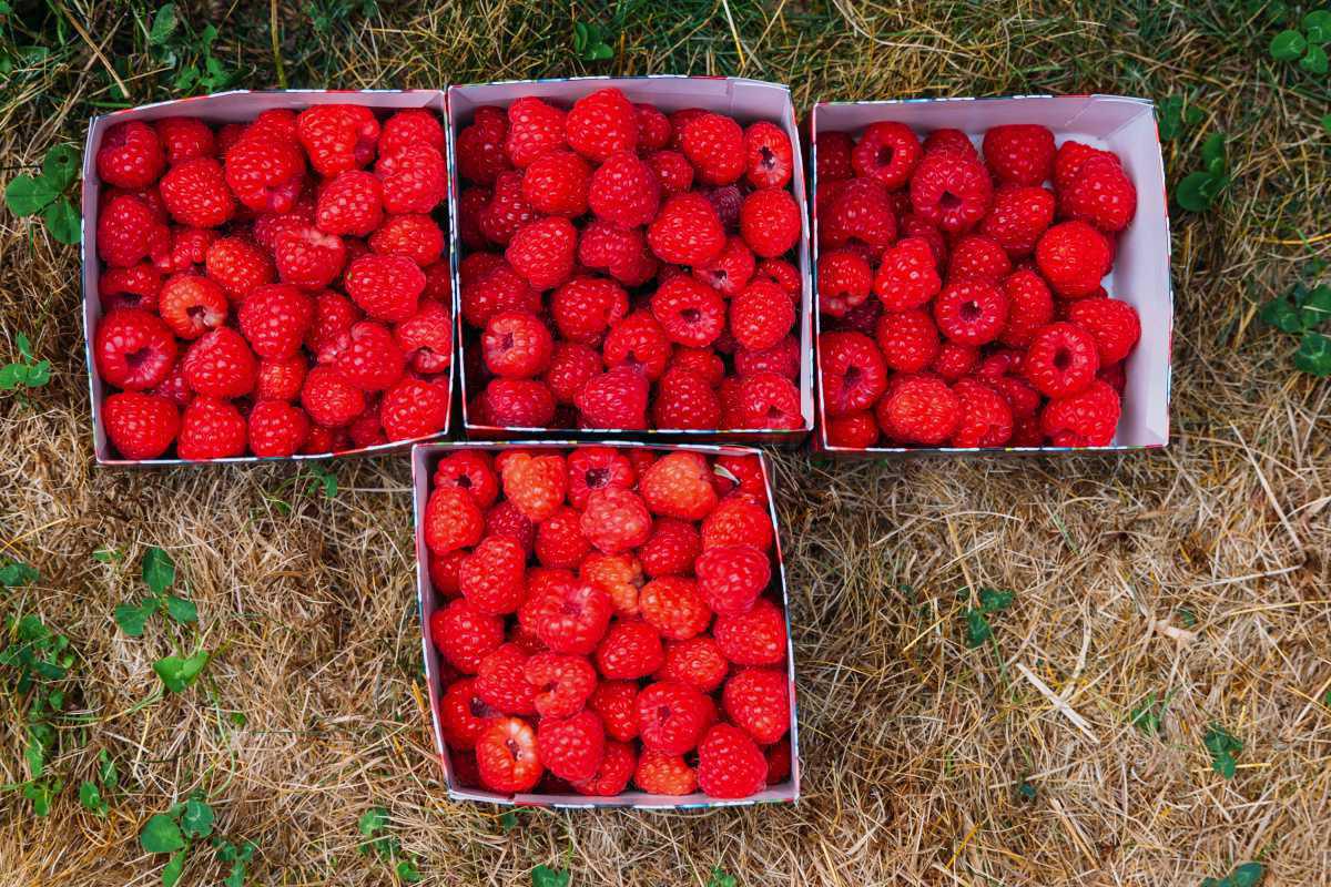 Hallonodlingen Björstorp Hallonodlingen Björstorp