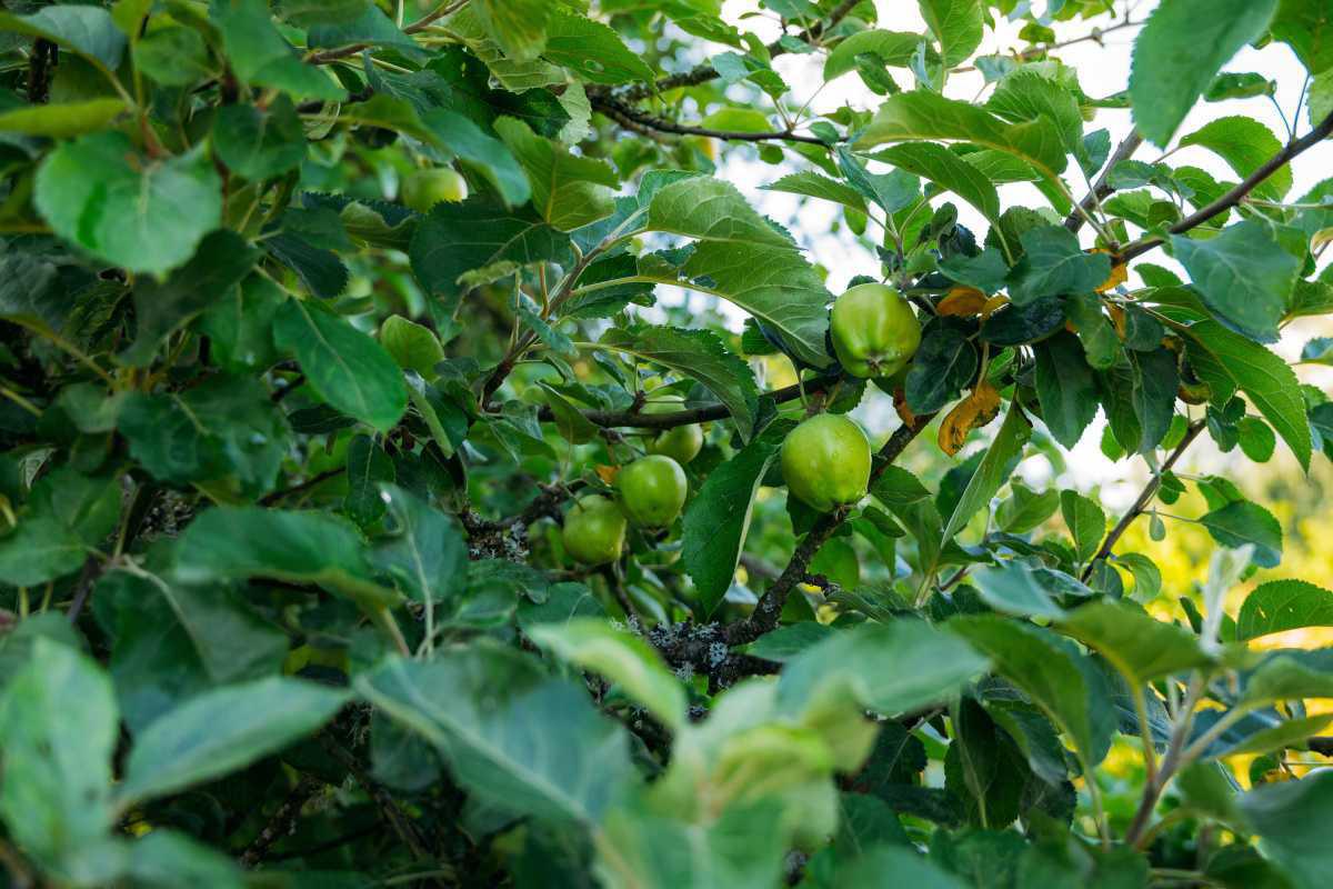 Glimmebodagården Glimmebodagården