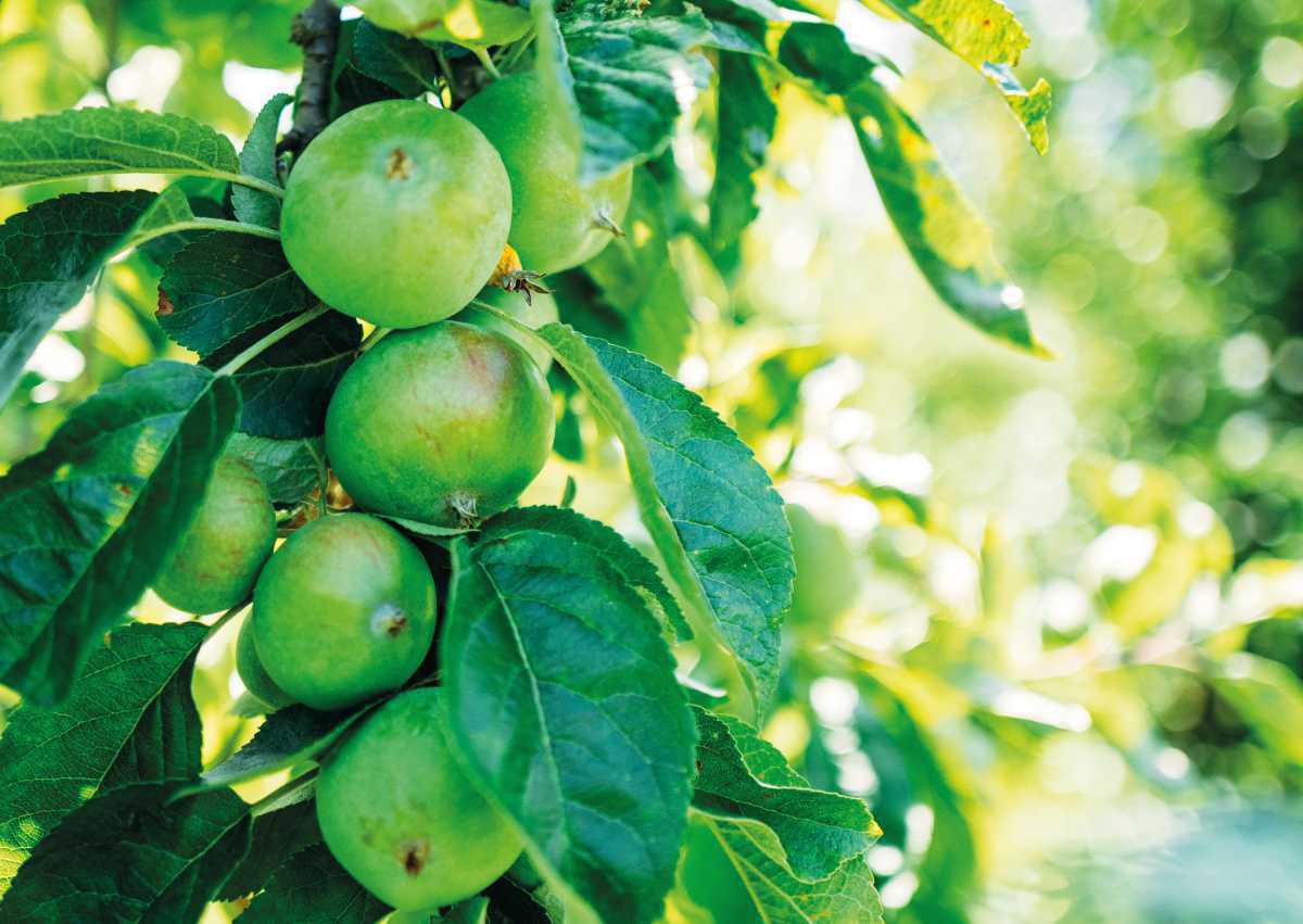 Kiviks Musteri Kiviks Musteri