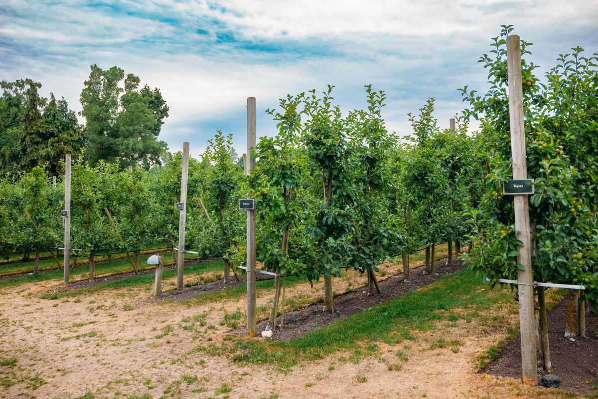 Kiviks Musteri Kiviks Musteri