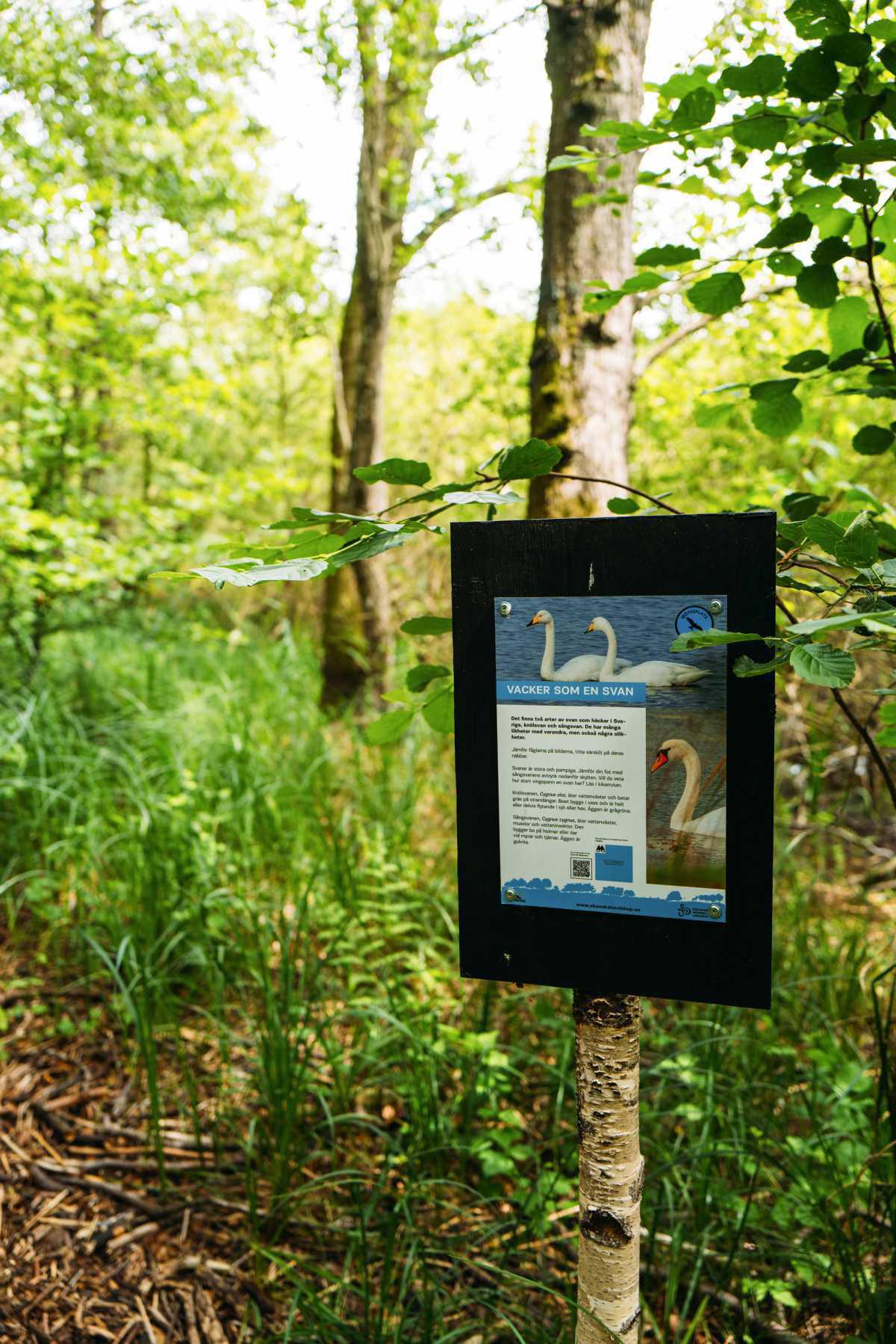 Snogeholm-Naturreservat