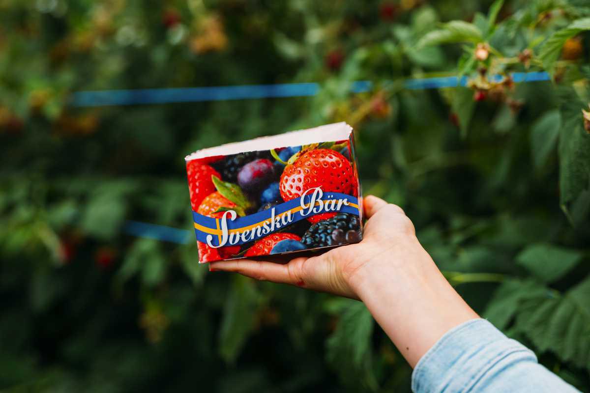 Hallonodlingen Björstorp Hallonodlingen Björstorp