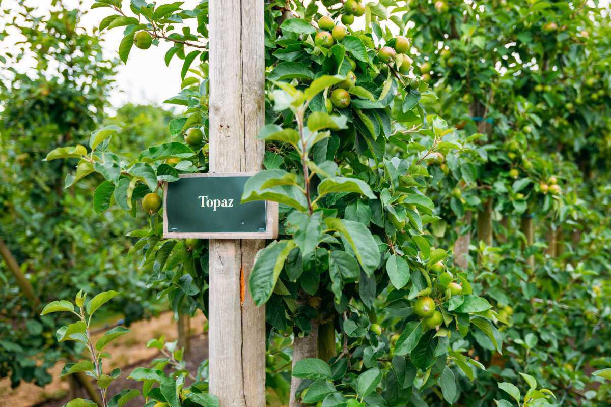 Kiviks Musteri Kiviks Musteri