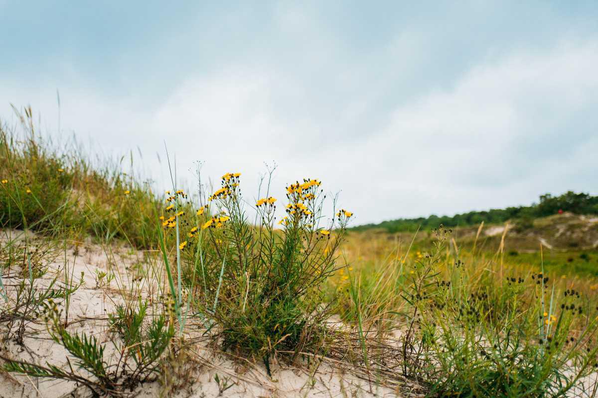 Sandhammaren Havsbad Sandhammaren Havsbad