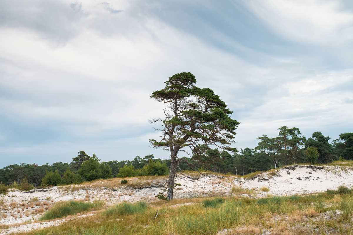 Hagestad Naturreservat