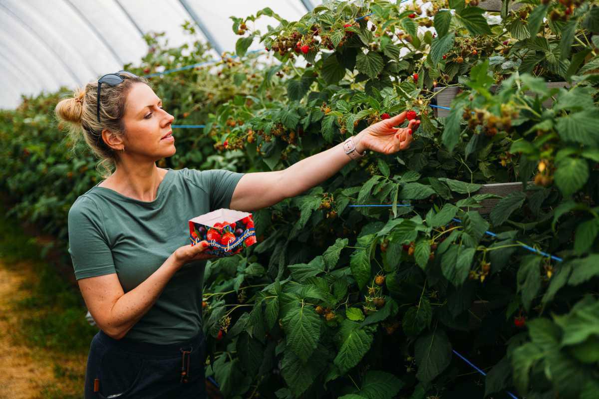 Hallonodlingen Björstorp Hallonodlingen Björstorp
