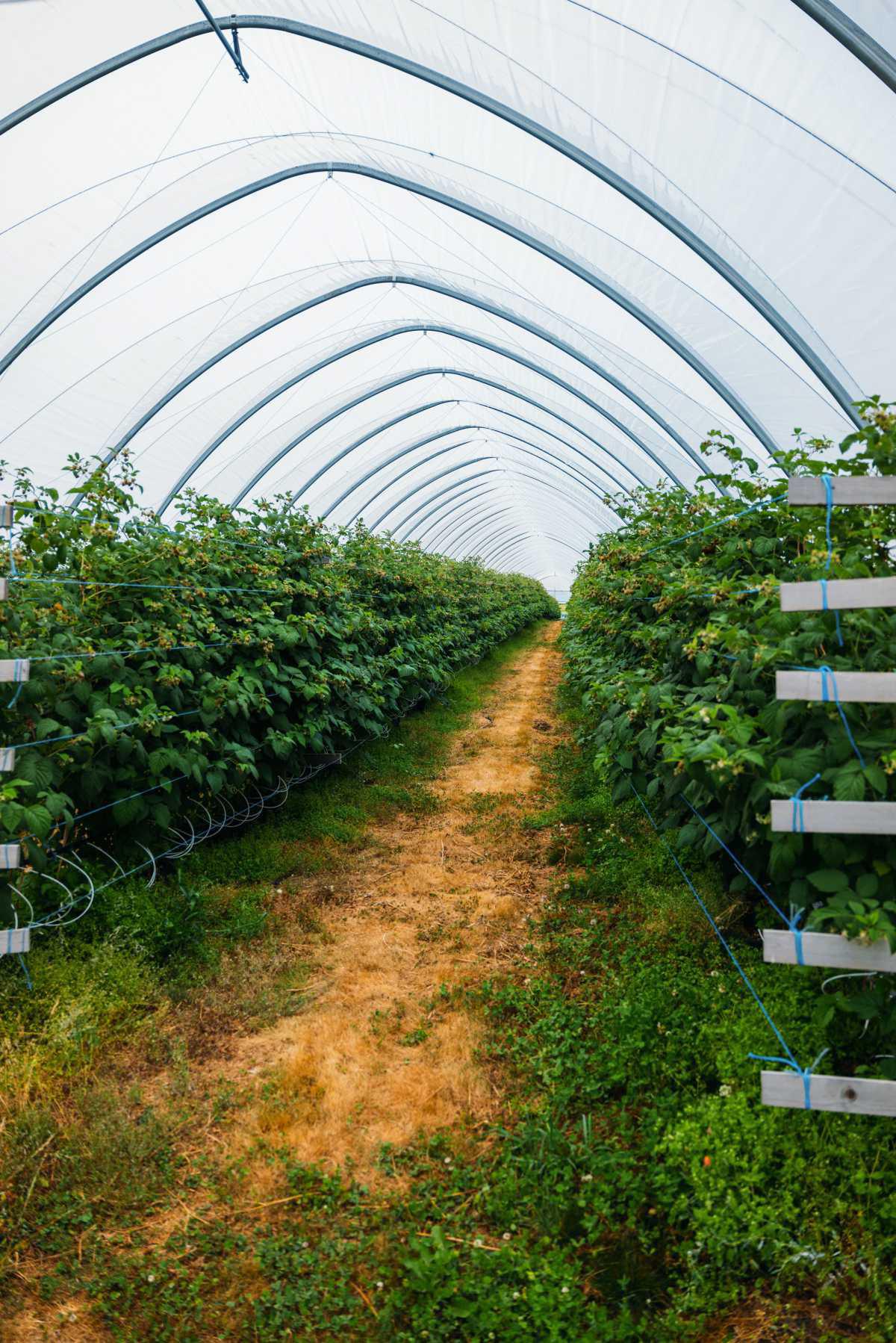 Hallonodlingen Björstorp Hallonodlingen Björstorp