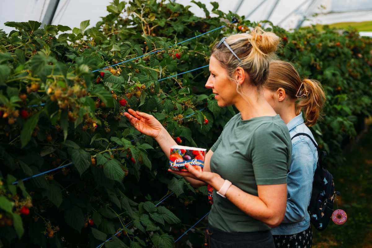 Hallonodlingen Björstorp Hallonodlingen Björstorp