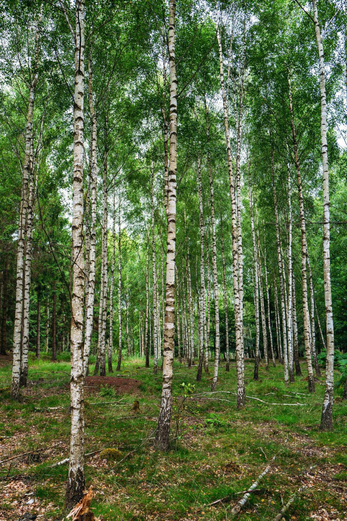 Snogeholm-Naturreservat Snogeholm-Naturreservat