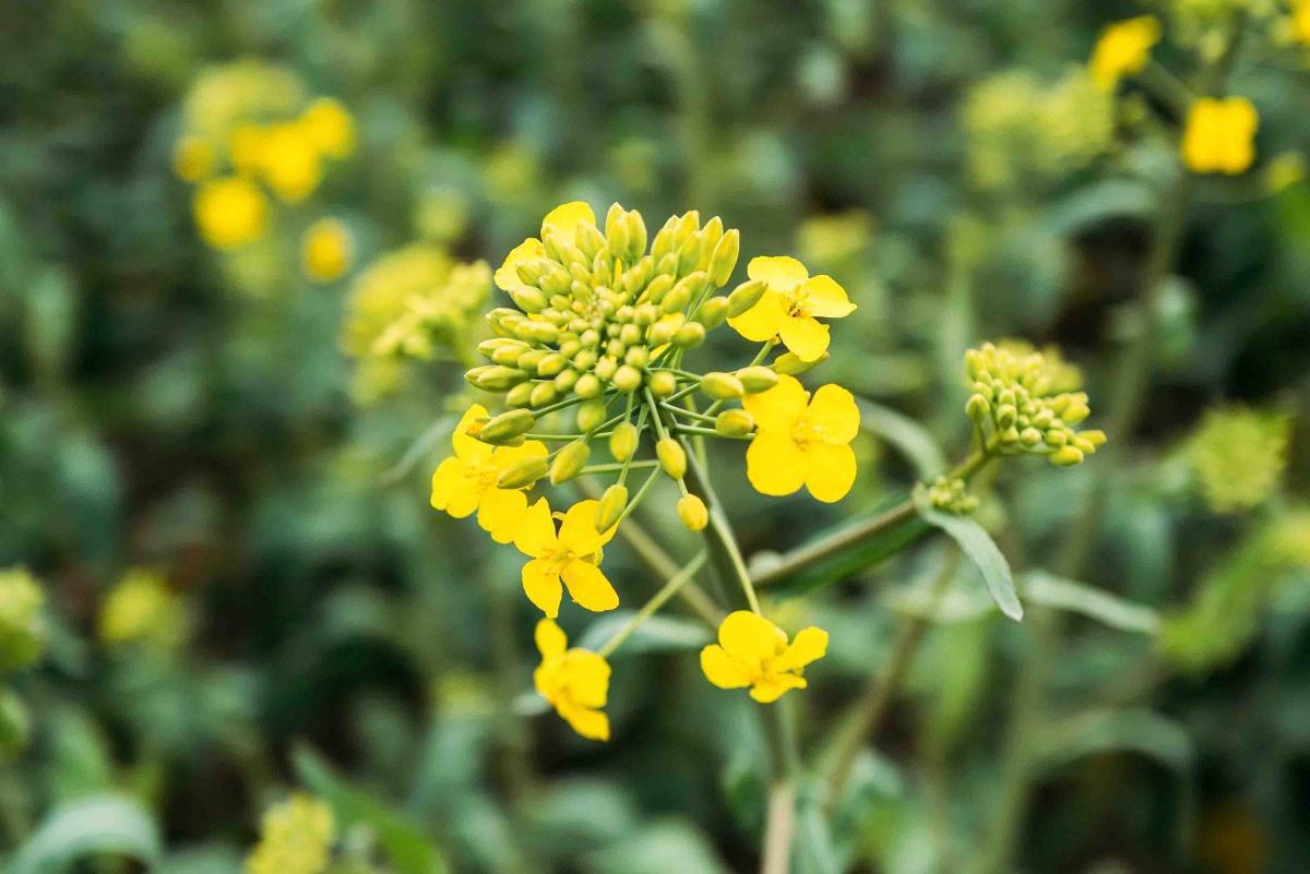 Gunnarshögs Gård Gunnarshögs Gård