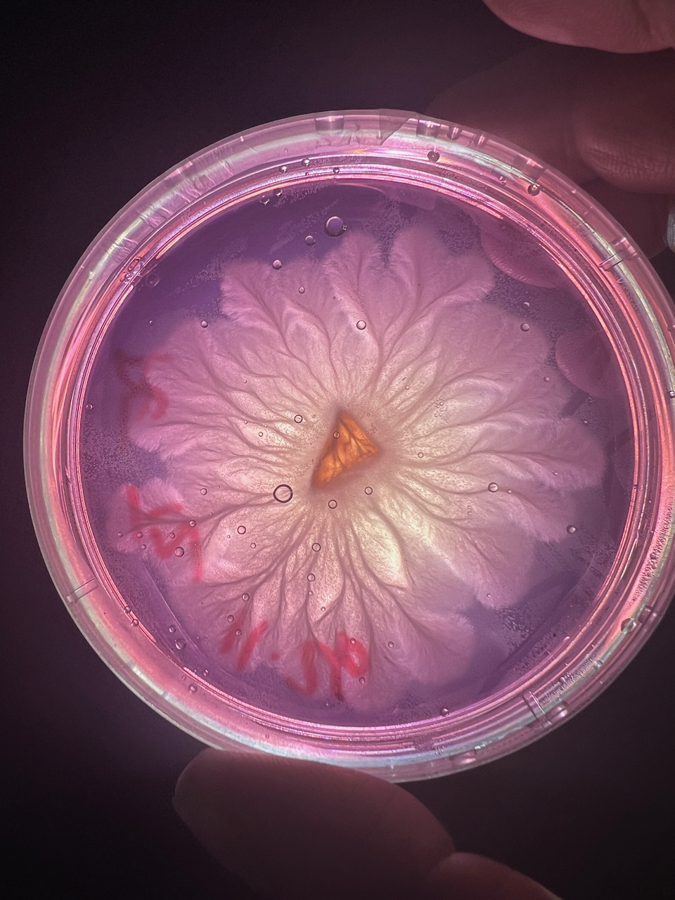 Shatki Agar Plate