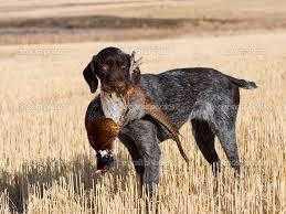 Chasse