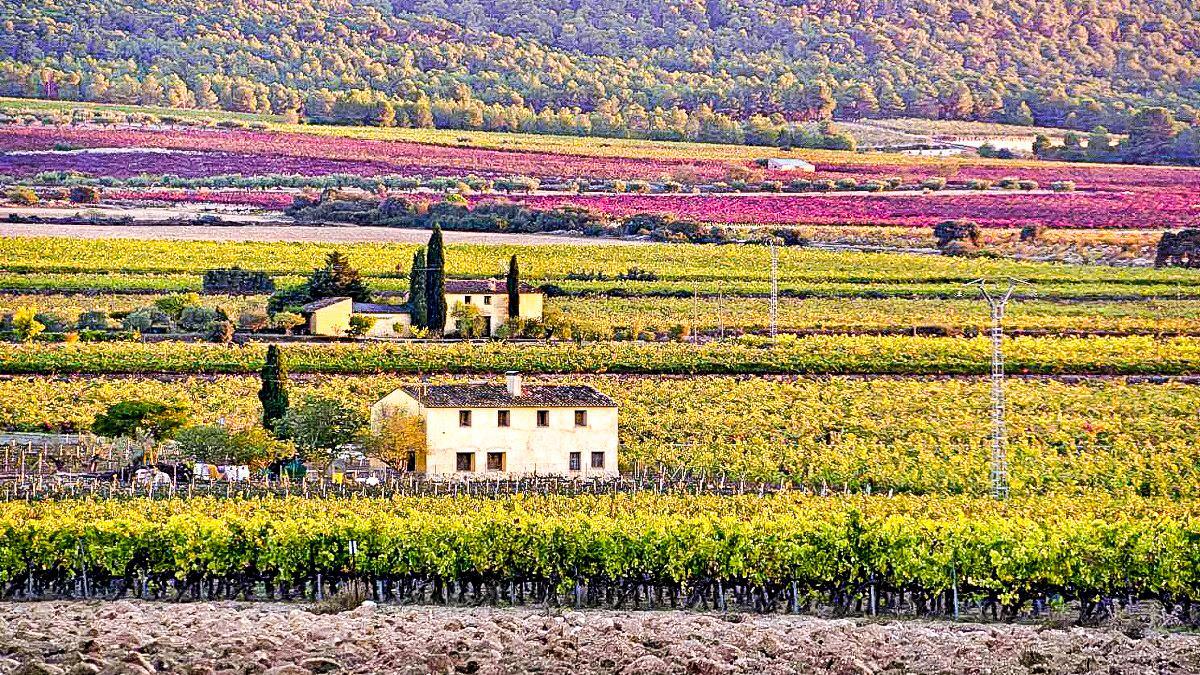 Fontanars dels Alforins