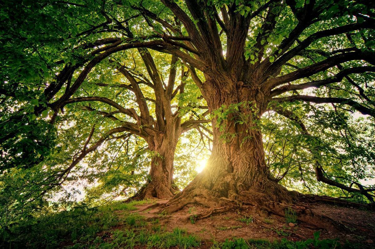 Et si l’on guérissait comme les arbres ? Une leçon de lenteur face au traumatisme