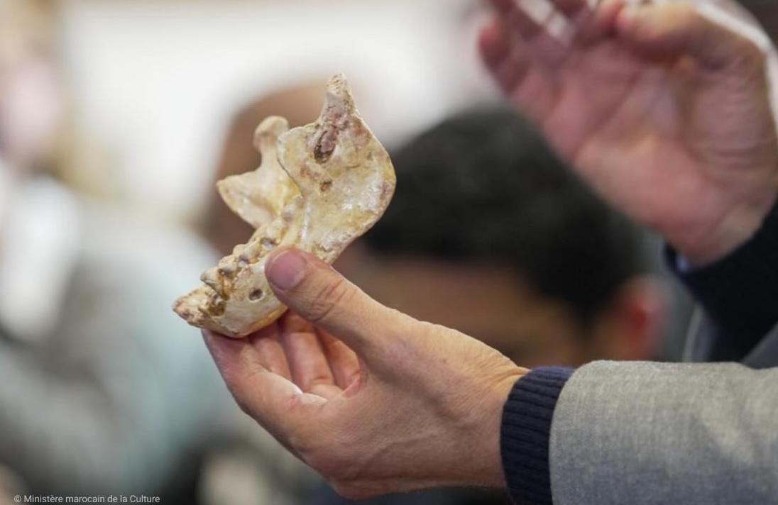 Casablanca, 773 000 ans : des fossiles d’homininés proches de l’ancêtre commun d’Homo sapiens et des Néandertaliens Casablanca, 773 000 ans : des fossiles d’homininés proches de l’ancêtre commun d’Homo sapiens et des Néandertaliens