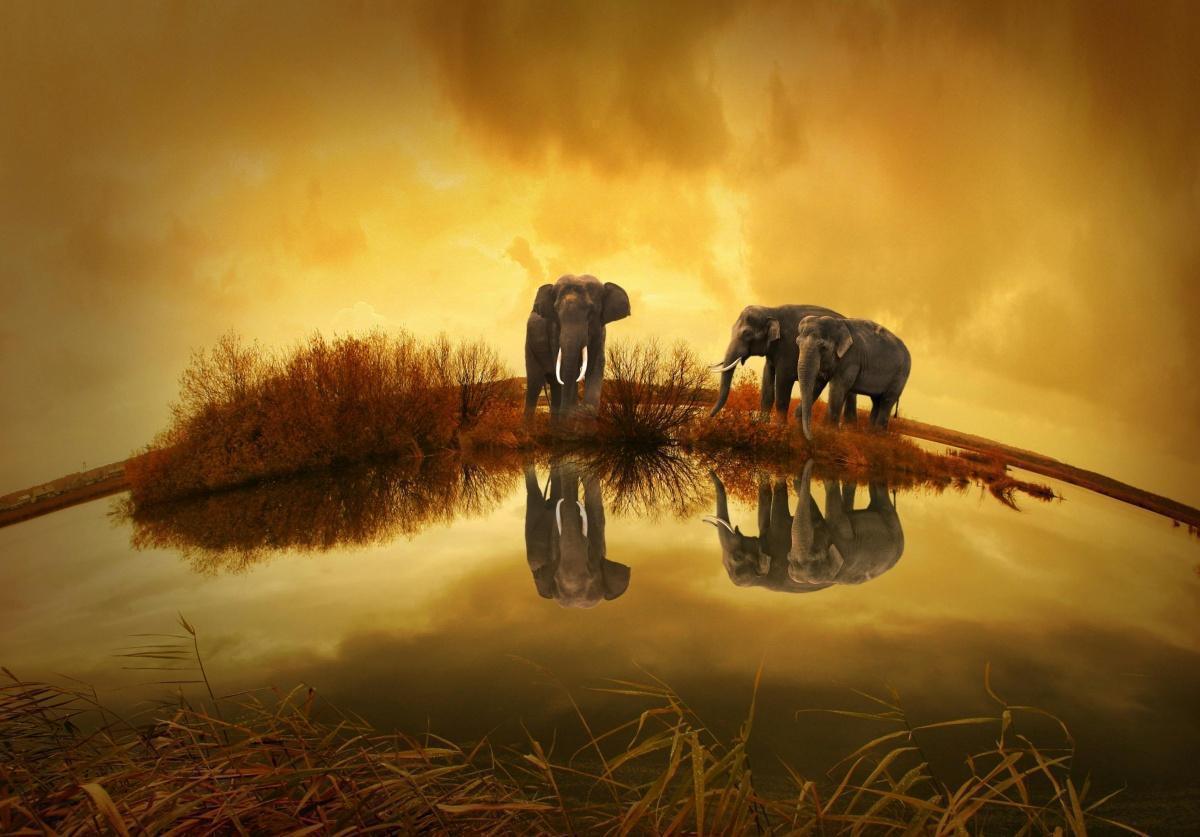 La mémoire extraordinaire des éléphants : une capacité cognitive vitale pour leur survie La mémoire extraordinaire des éléphants : une capacité cognitive vitale pour leur survie