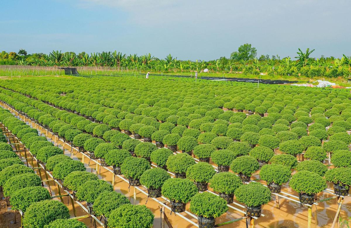 Articlophile RP · 02 - Haricots verts, diplomatie africaine et défis sociaux