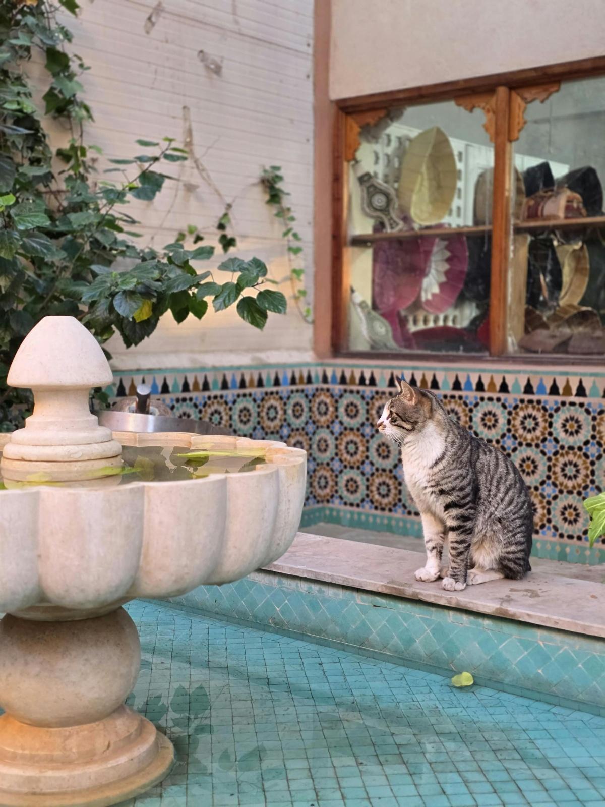 🌴 Bulletin - Marrakech en Bref #22 🌞 🌴 Bulletin - Marrakech en Bref #22 🌞