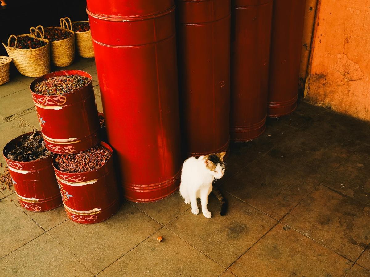 Le Marrakech - Bulletin #44