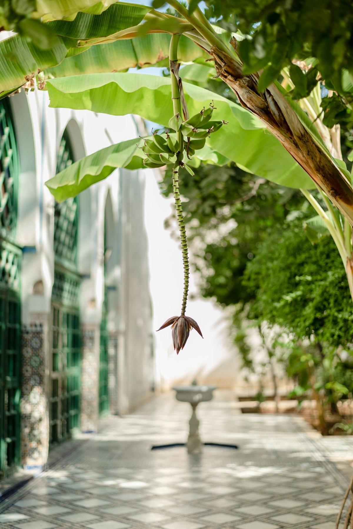 Jardins secrets de Marrakech : l'eau, la terre et le paradis
