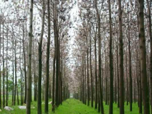 Paulownia Bäume  Paulownia Bäume