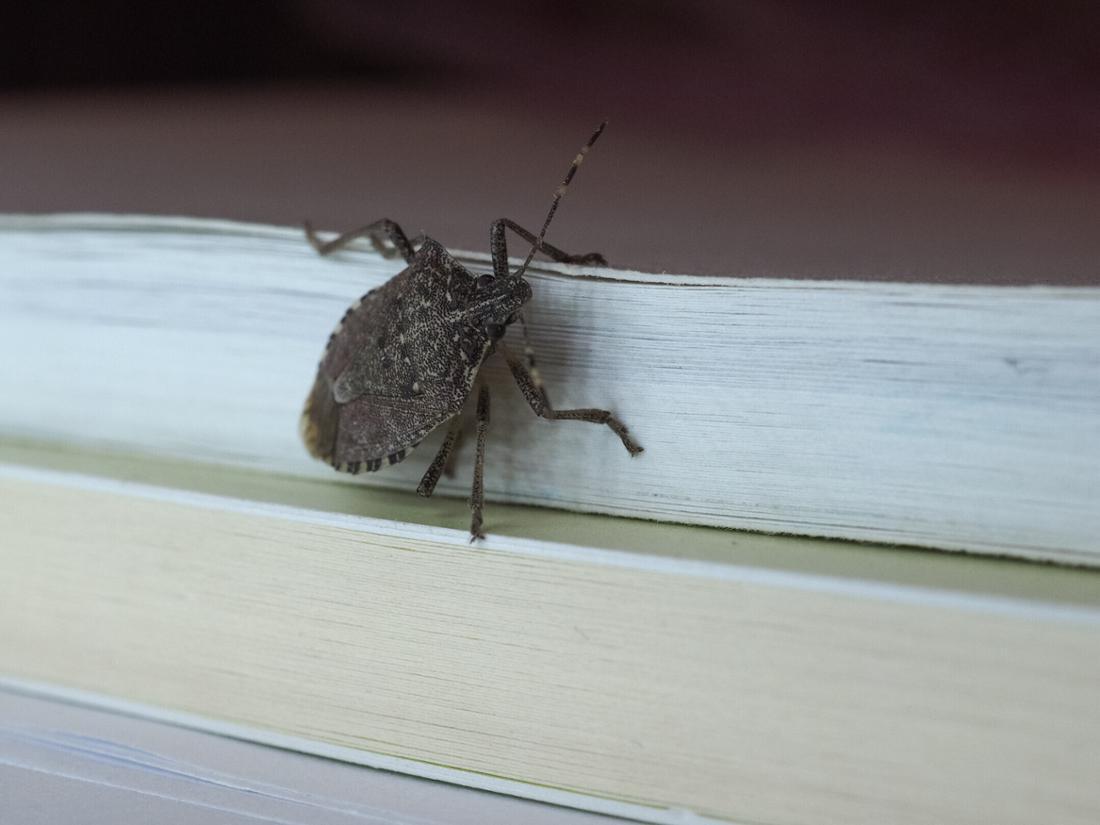 Stinkwanzen leider auch in Ungarn eine Plage Stinkwanzen leider auch in Ungarn eine Plage