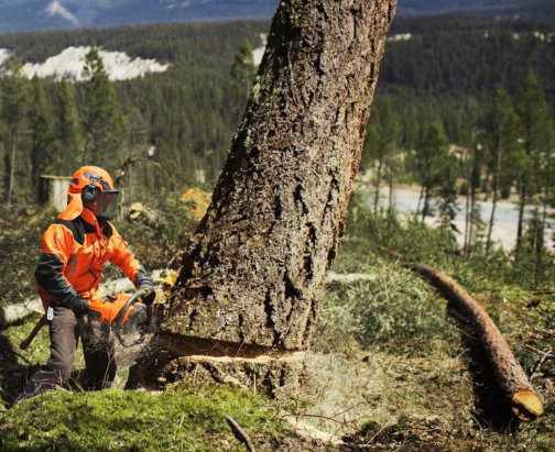 Baumfällung und Kronenpflege in schwierigem Gelände in Ungarn Baumfällung und Kronenpflege in schwierigem Gelände in Ungarn